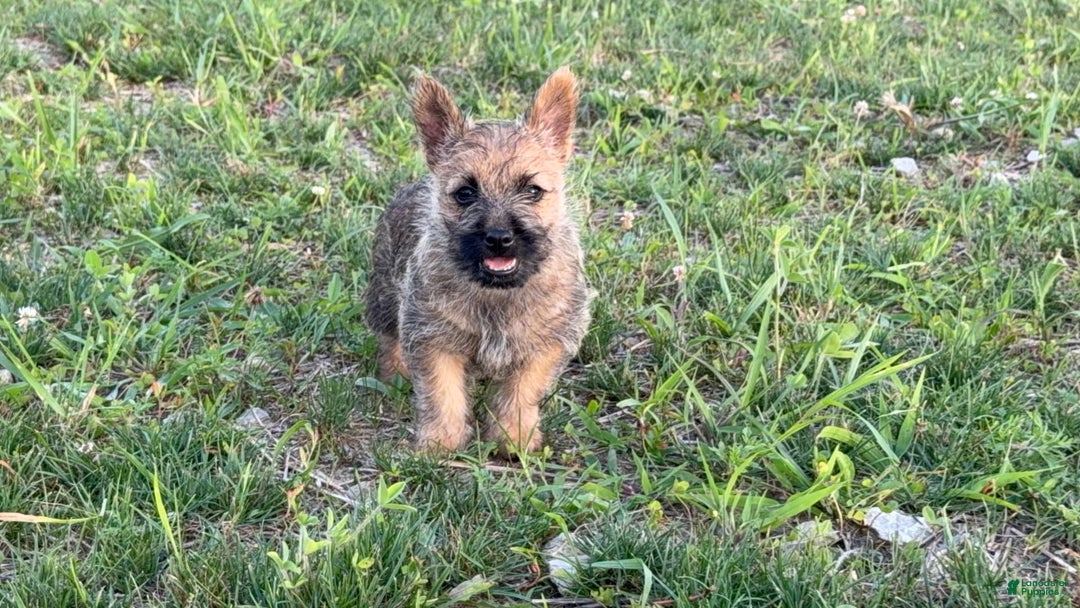 Cairn Terrier dogs for sale: Captain - Image 4