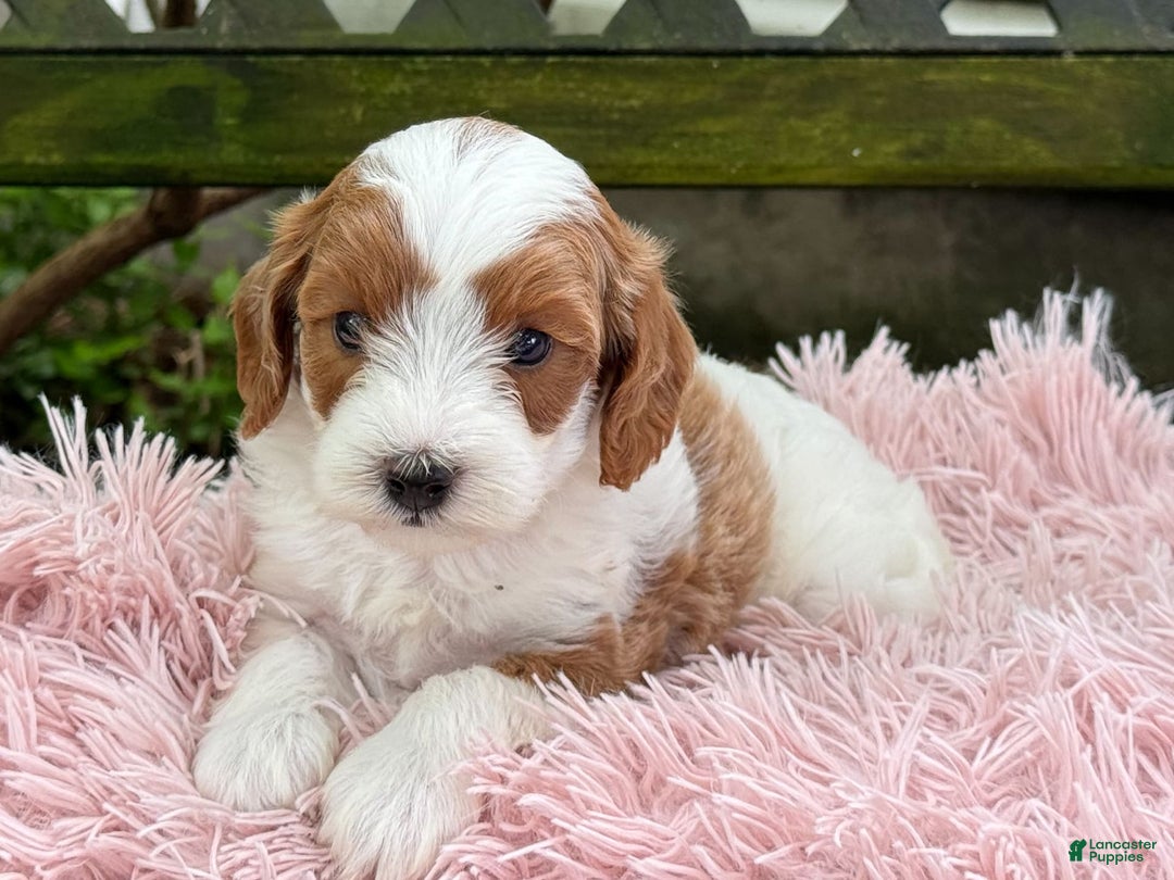Cavapoo dogs for sale: Brady - Image 15