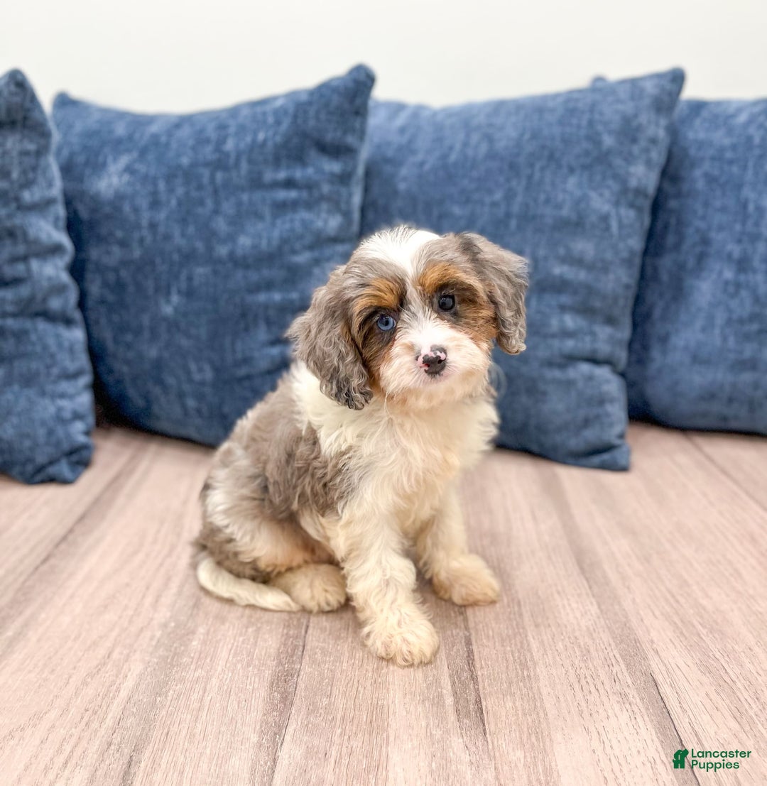 Cavapoo dogs for sale: Milo - Image 3