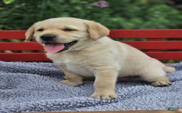 Labrador Retriever dogs for sale: Rileys Rosie - Image 3