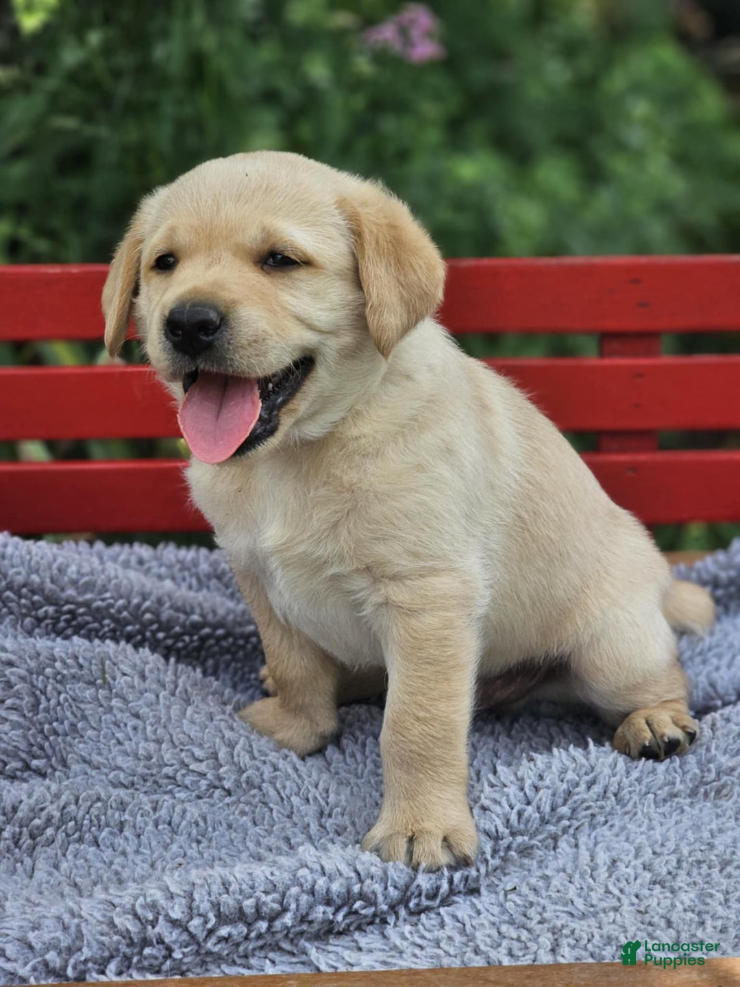 Labrador Retriever dogs for sale: Rileys Rosie - Image 3
