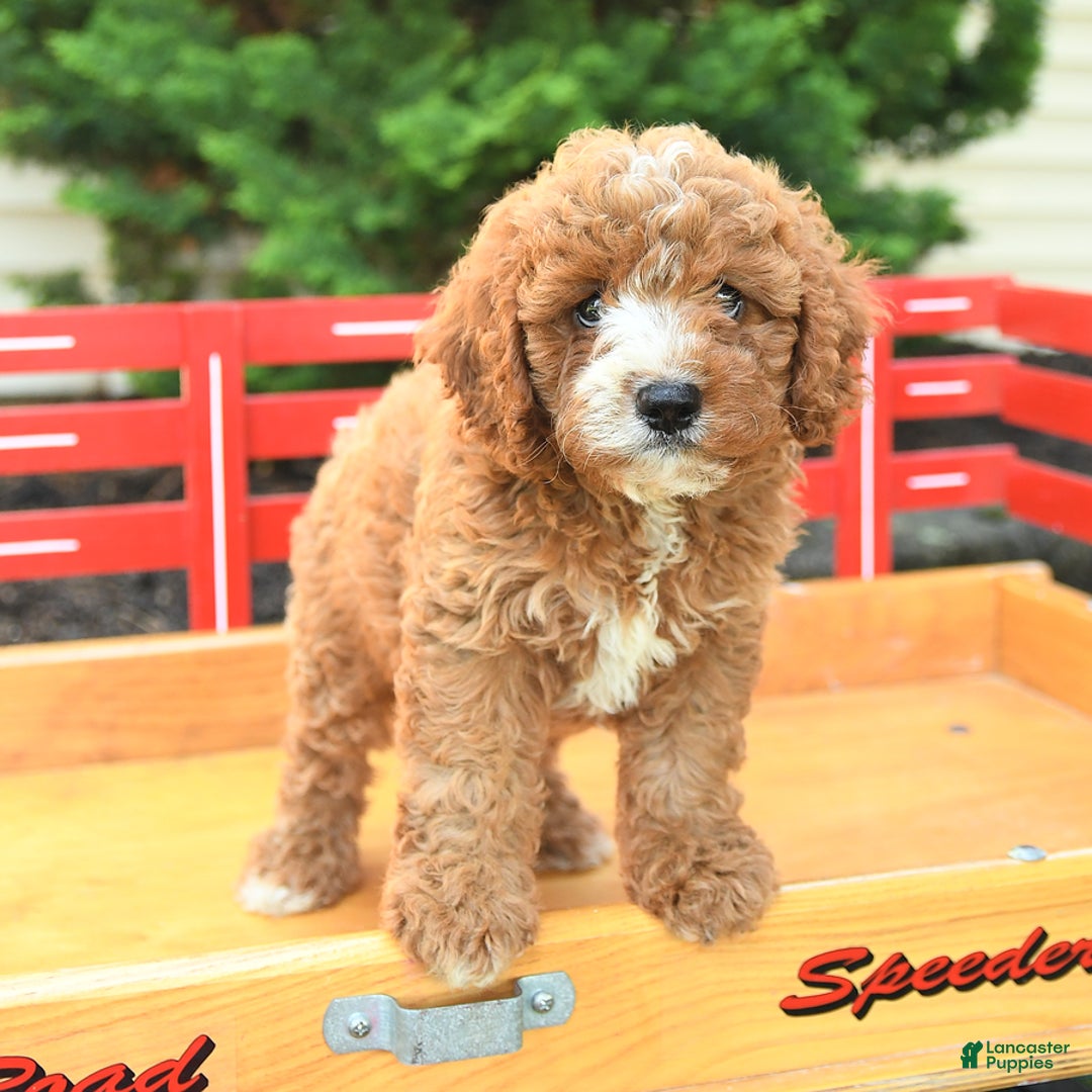 Cavapoo dogs for sale: Bubba - Image 2