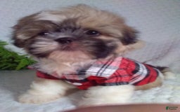 Shih Tzu dogs for sale: Hunter - Image 4