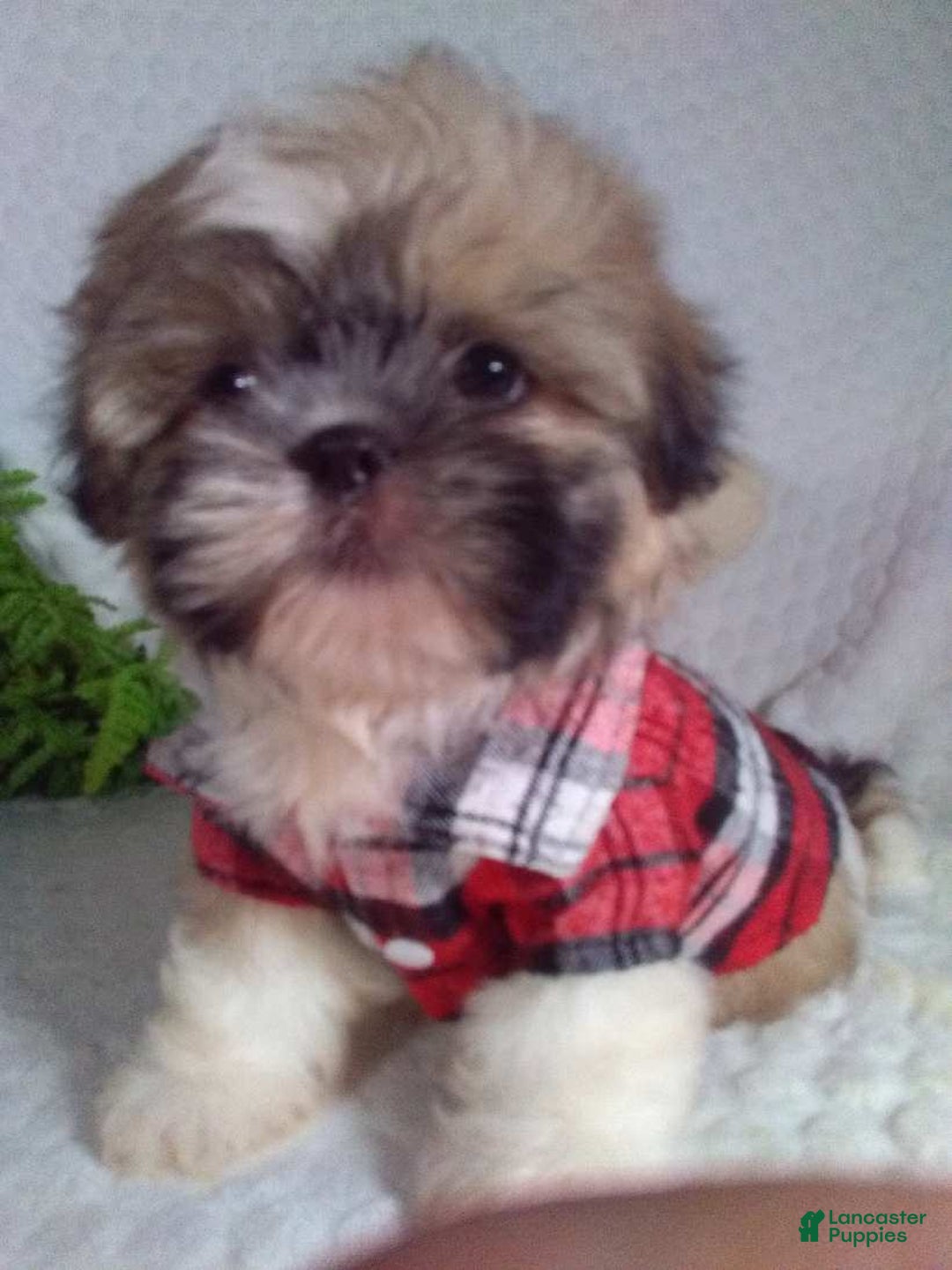 Shih Tzu dogs for sale: Hunter - Image 4
