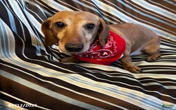 Miniature Dachshund dogs for sale: Matt - Image 10