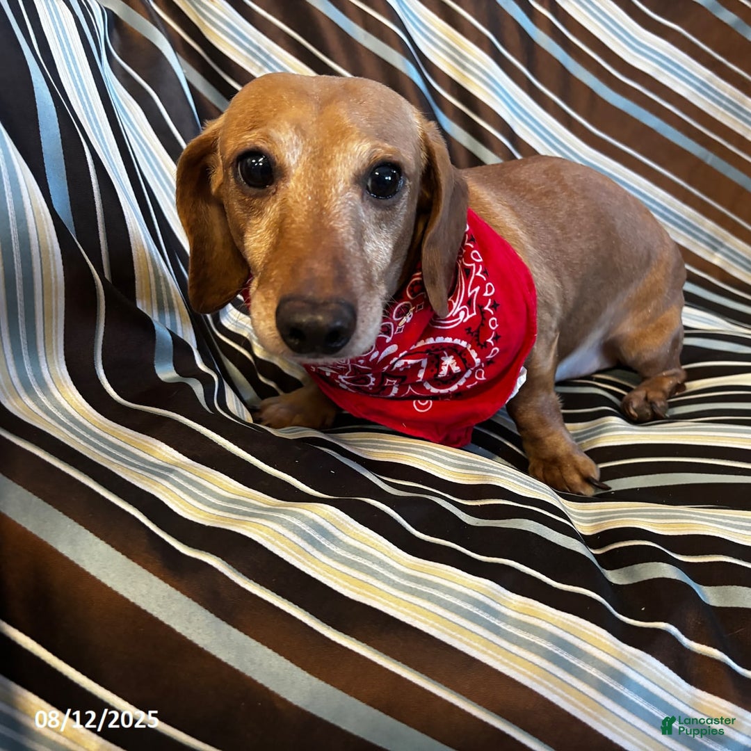 Miniature Dachshund dogs for sale: Matt - Image 10