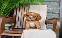 Cavalier King Charles Spaniel dogs for sale: Starlight - Image 1