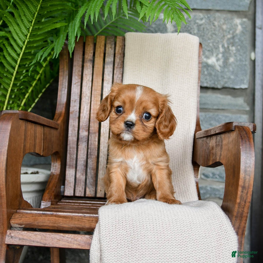 Cavalier King Charles Spaniel dogs for sale: Starlight - Image 1
