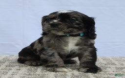 Cocker Spaniel dogs for sale: Reggie - Image 7