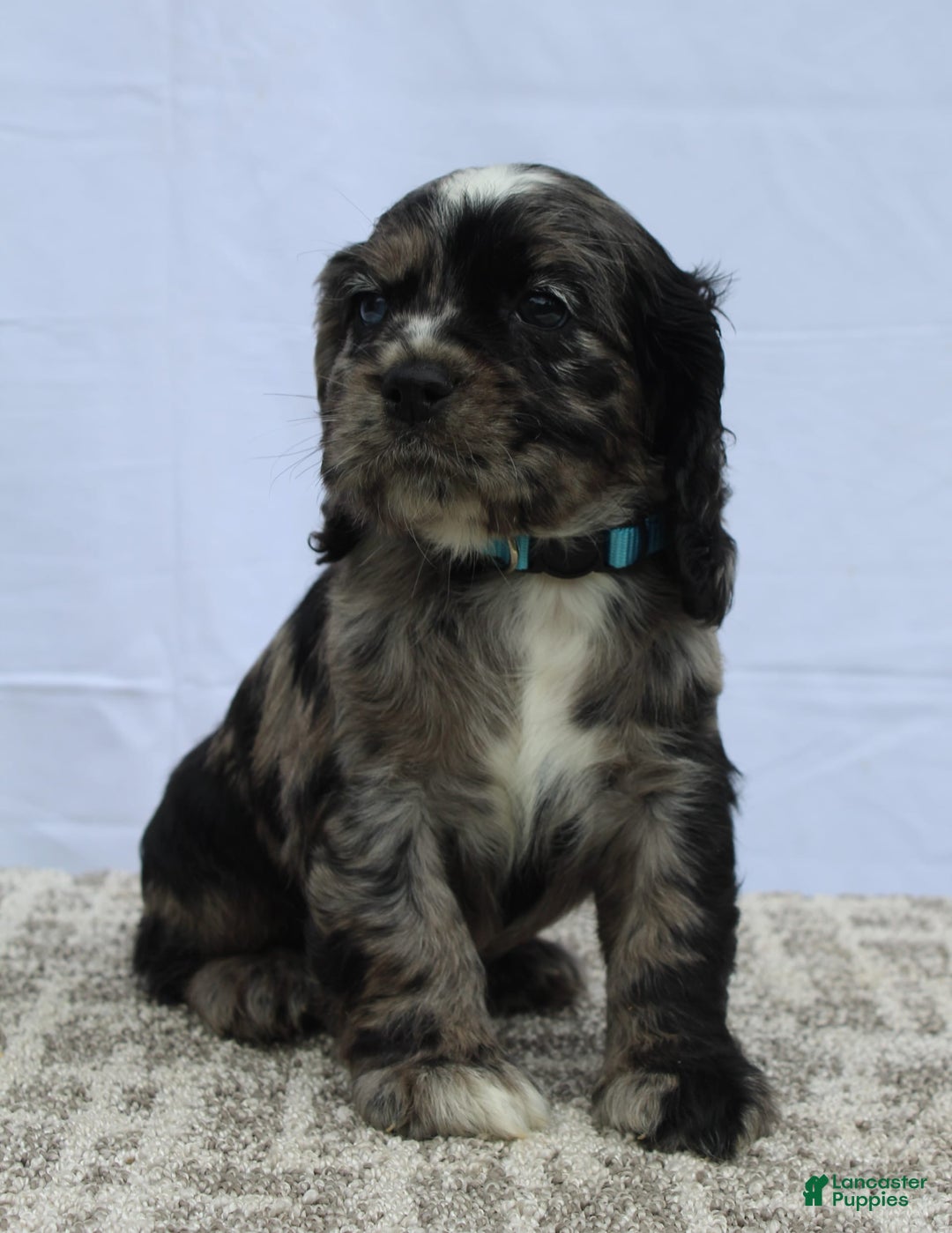 Cocker Spaniel dogs for sale: Reggie - Image 7