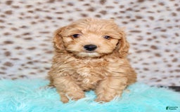 Cockapoo dogs for sale: Biscuit - Image 9