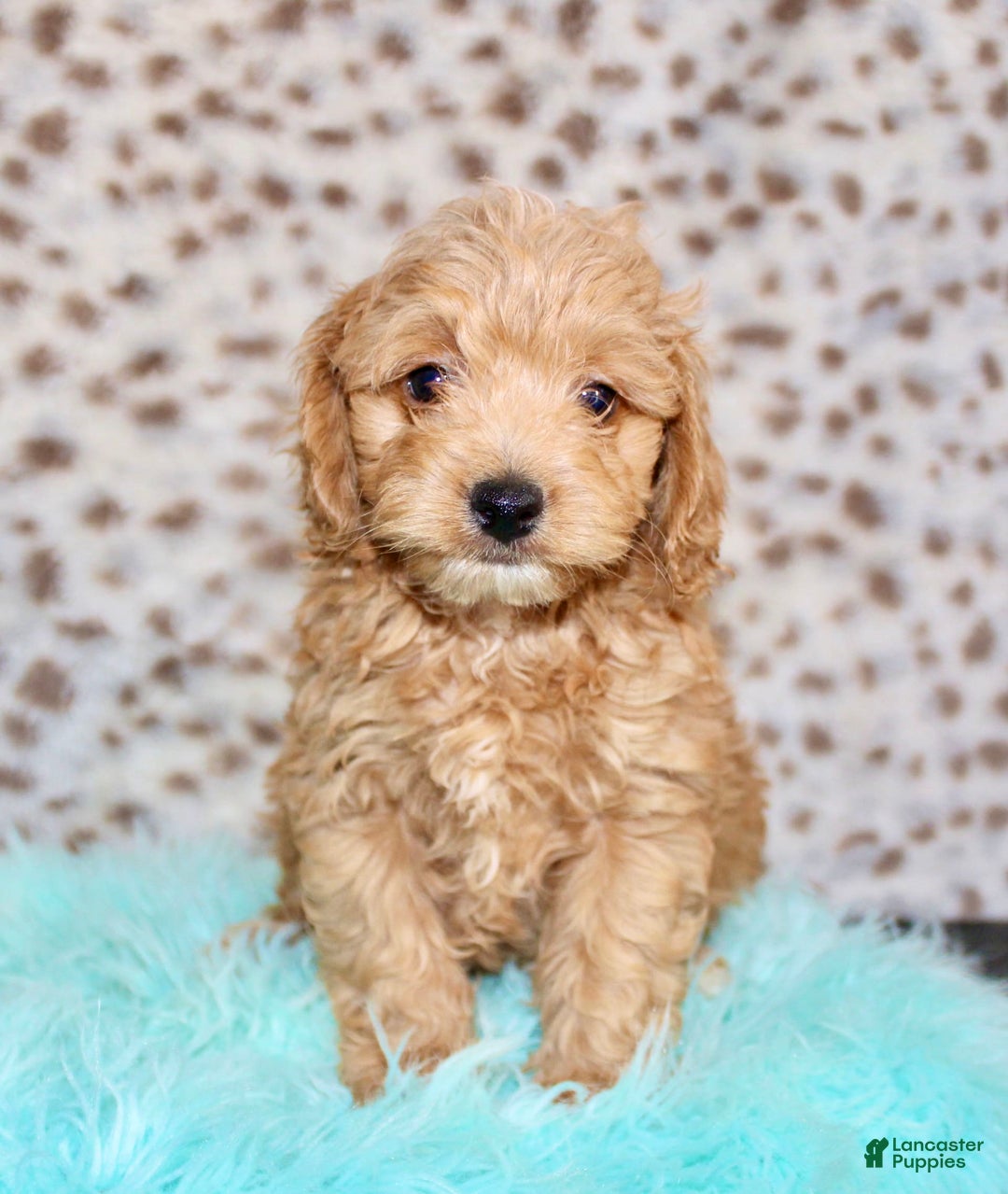Cockapoo dogs for sale: Biscuit - Image 9