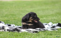 English Shepherd dogs for sale: Millie - Image 5