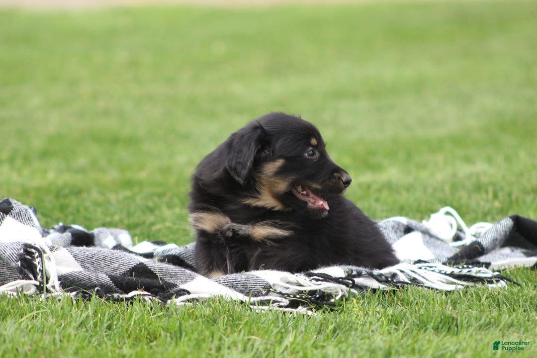 English Shepherd dogs for sale: Millie - Image 5