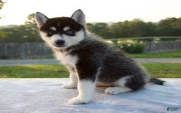 Pomsky dogs for sale: Tessa - Image 4