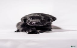 Goldador dogs for sale: Pink - Image 1