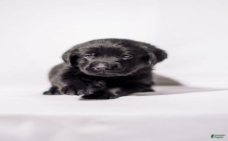 Goldador dogs for sale - Ad 2