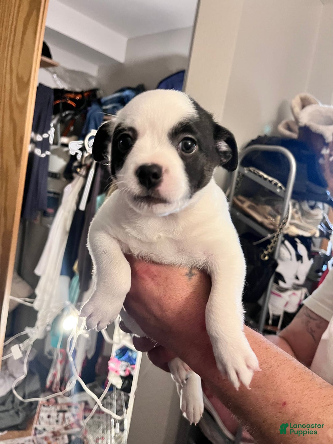 Border Terrier dogs for sale: Low Low - Image 3