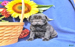 Pug dogs for sale: Jacoby - Image 1