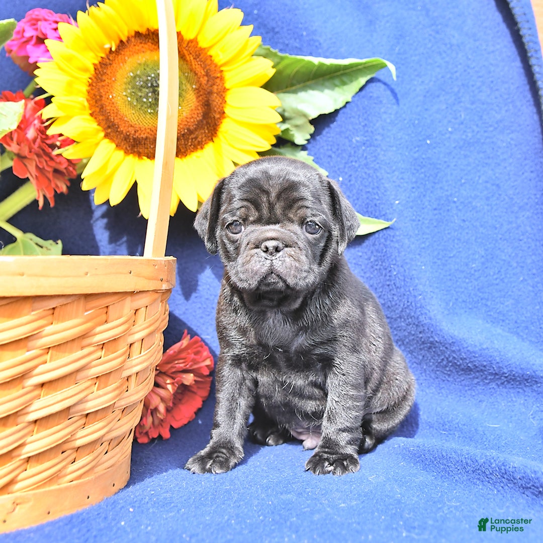Pug dogs for sale: Jacoby - Image 1
