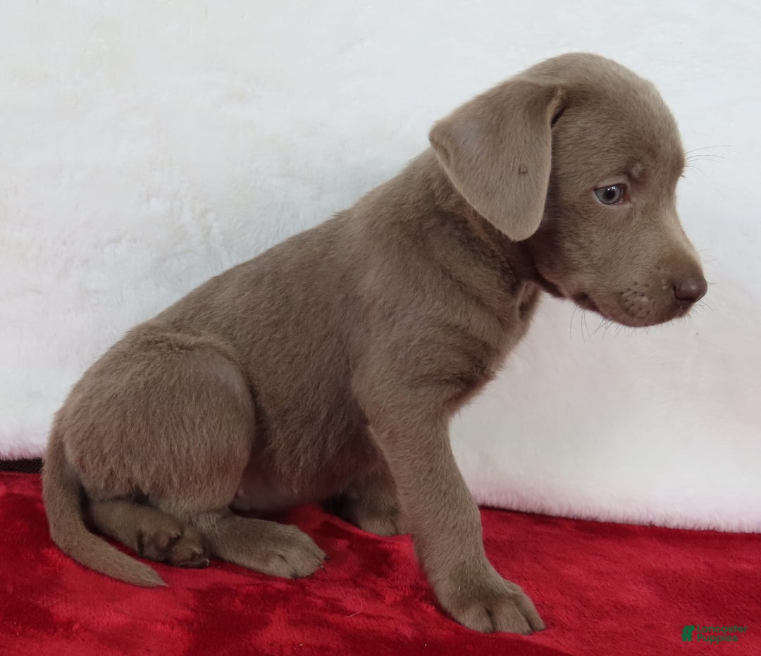 Labrador Retriever dogs for sale: Silver Luna - Image 2