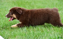 Australian Shepherd dogs for sale: Henry - Image 4