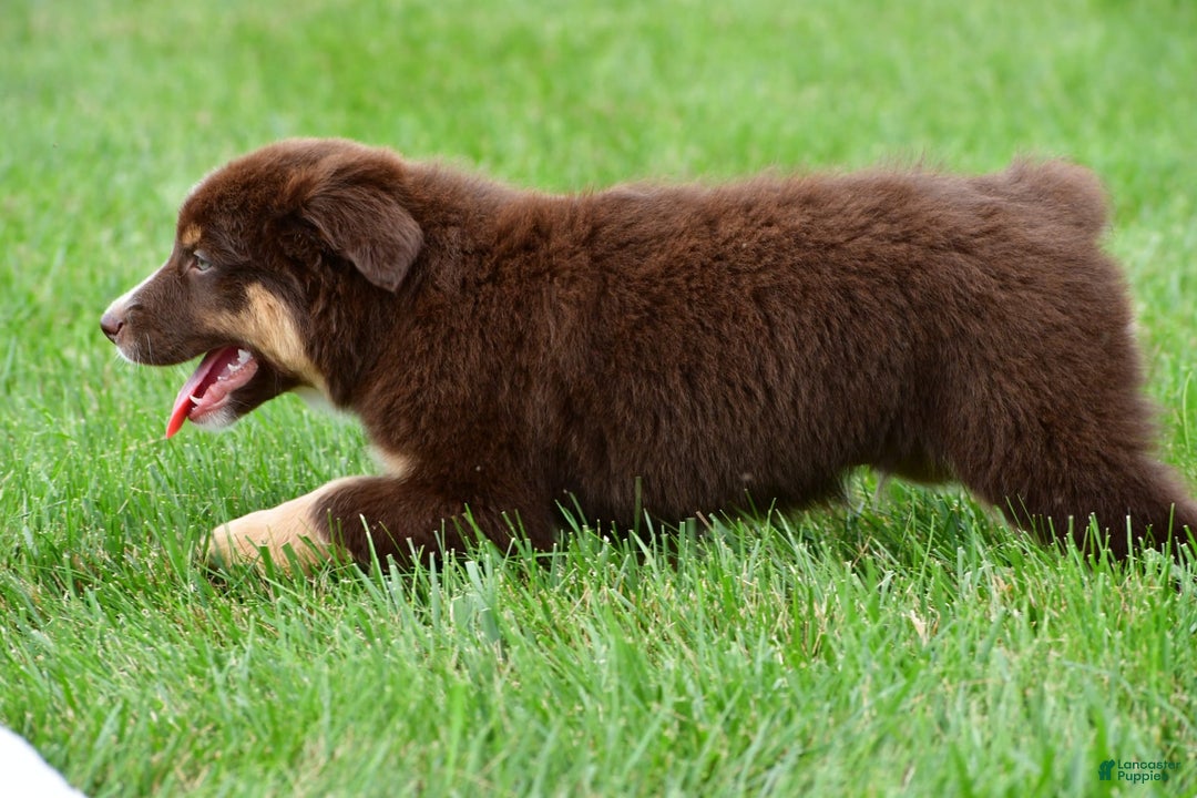 Australian Shepherd dogs for sale: Henry - Image 4