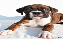 Boxer dogs for sale: Max - Image 4