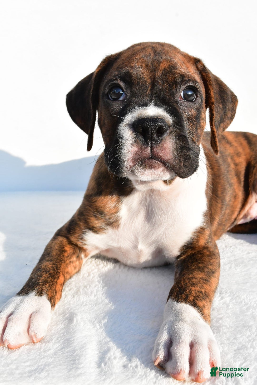 Boxer dogs for sale: Max - Image 4