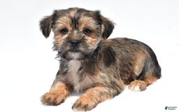 Morkie dogs for sale: Candy - Image 6
