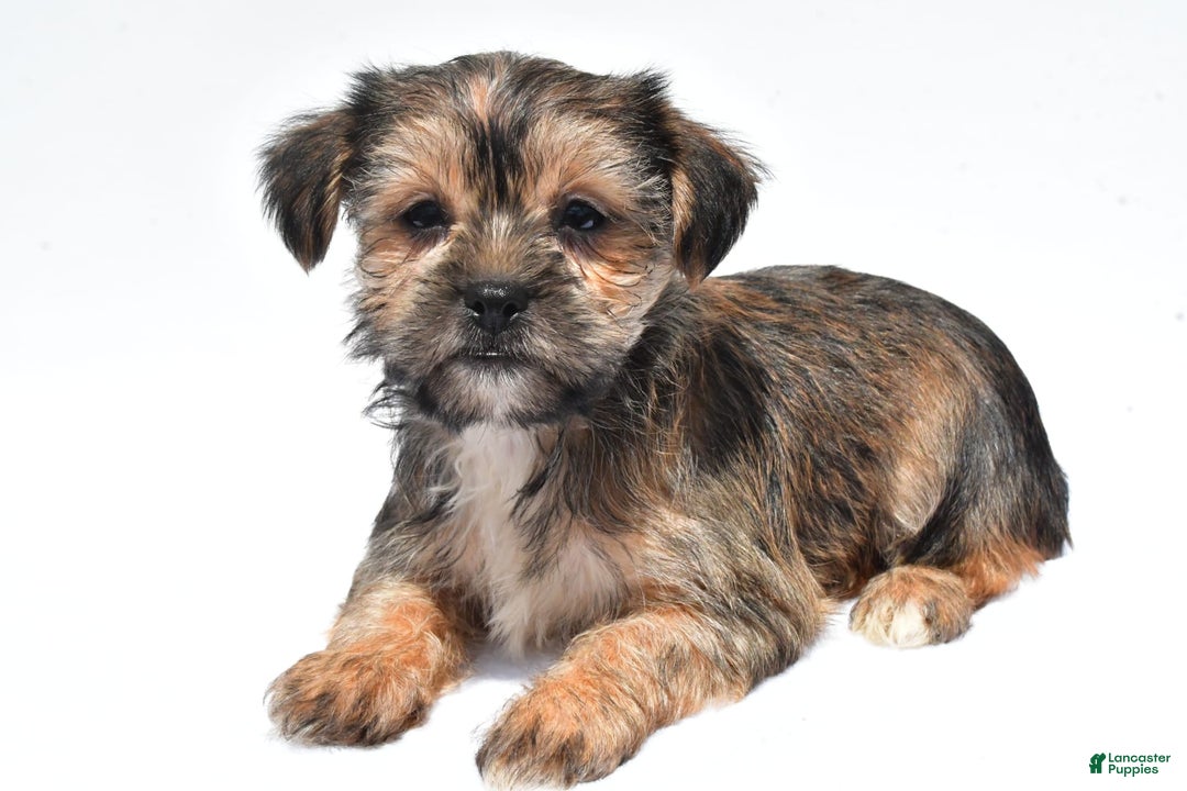 Morkie dogs for sale: Candy - Image 6