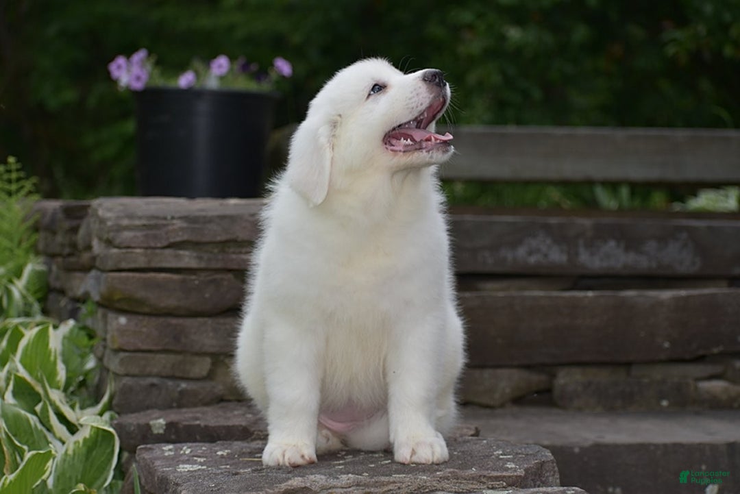 Great Pyrenees dogs for sale: Chloe - Image 2
