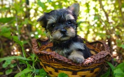 Morkie dogs for sale: "teacup" Cricket - Image 5