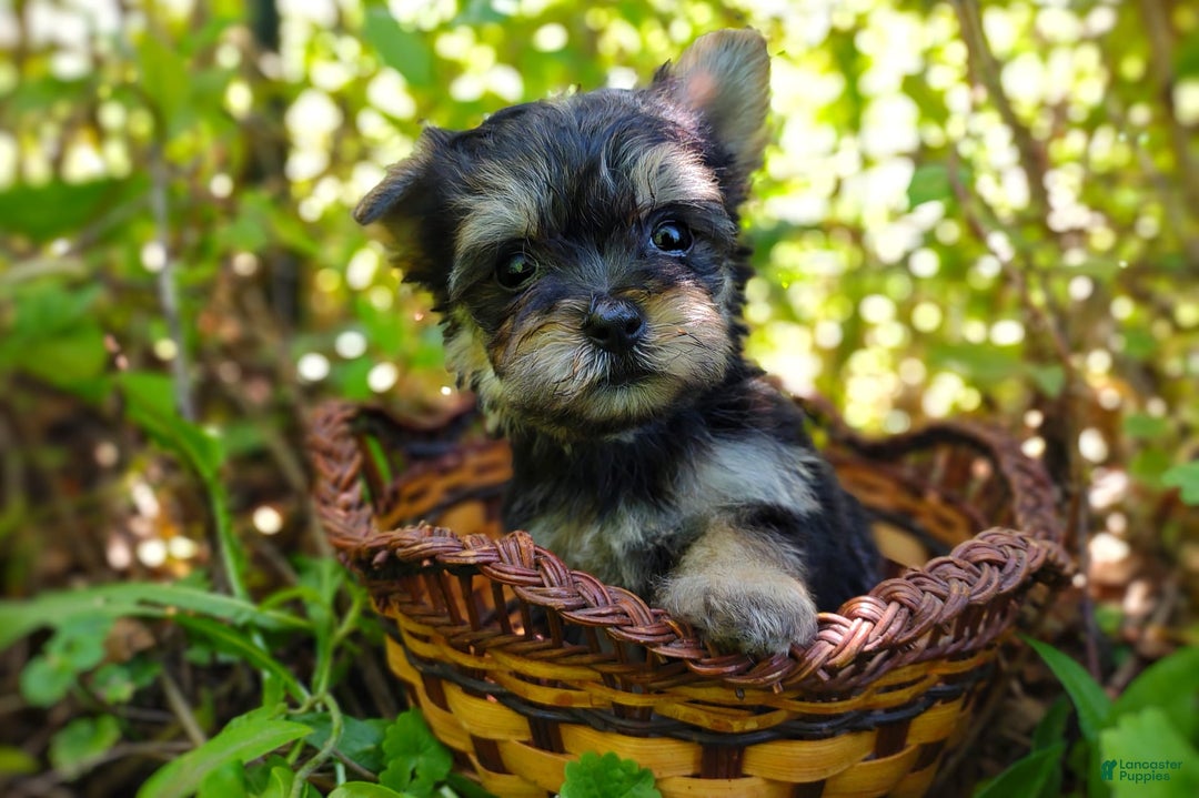 Morkie dogs for sale: "teacup" Cricket - Image 5