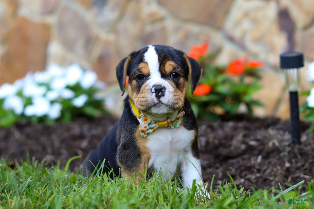 Beabull dogs for sale: Bubba - Image 4
