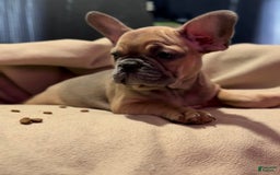 French Bulldog dogs for sale: French Bulldog 4 puppies - Image 2