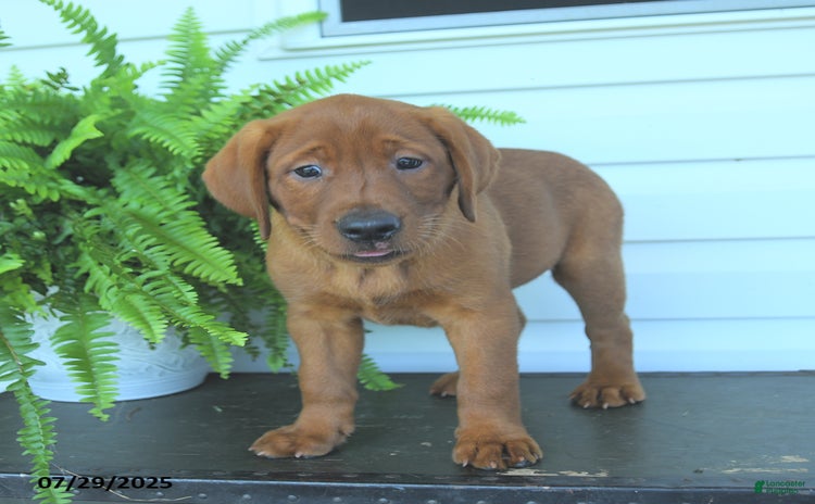 Labrador Retriever dogs for sale - Ad 5
