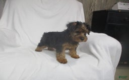 Yorkshire Terrier dogs for sale: Tank - Image 19