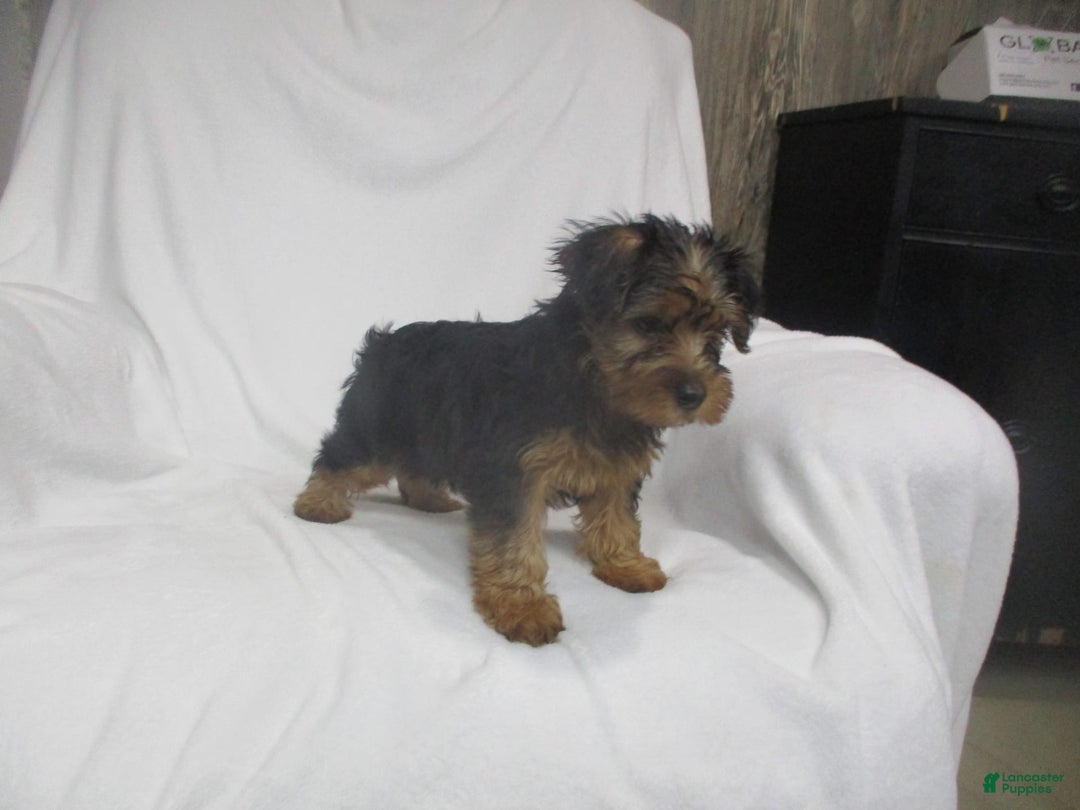 Yorkshire Terrier dogs for sale: Tank - Image 19