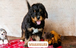 Bernedoodle dogs for sale: Wrangler - Image 11