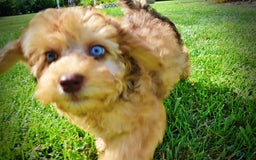 Havapoo dogs for sale: Fancy - Image 14
