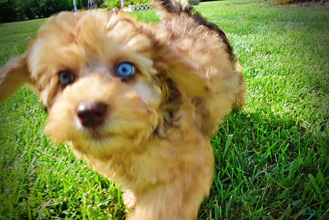 Havapoo dogs for sale: Fancy - Image 14