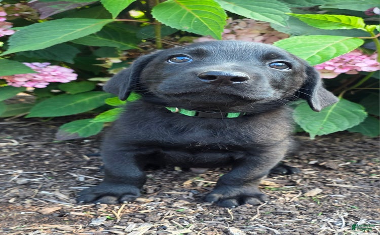 Labrador Retriever dogs for sale - Ad 2