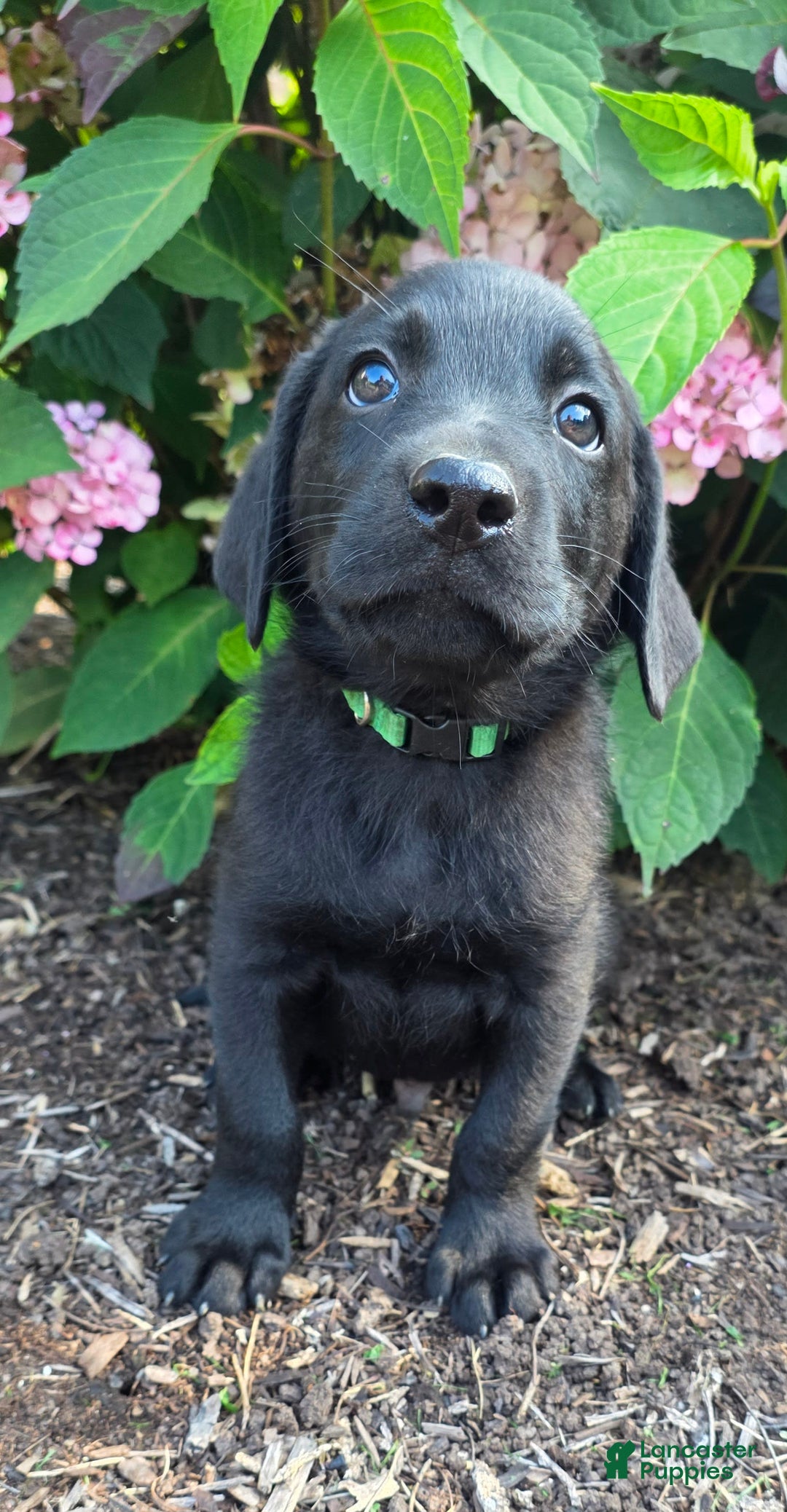Labrador Retriever dogs for sale: Huk - Image 1