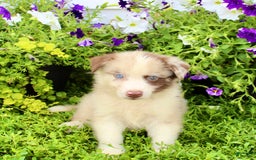 Australian Shepherd dogs for sale: Rocky - Image 1