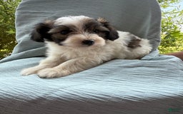 Teddy Bear dogs for sale: Evie - Image 3