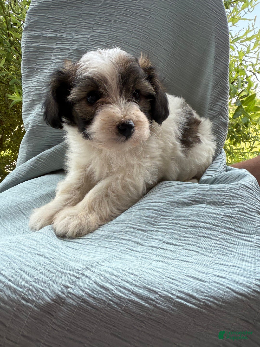 Teddy Bear dogs for sale: Evie - Image 3