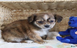 Shorkie dogs for sale: Lacey - Image 3