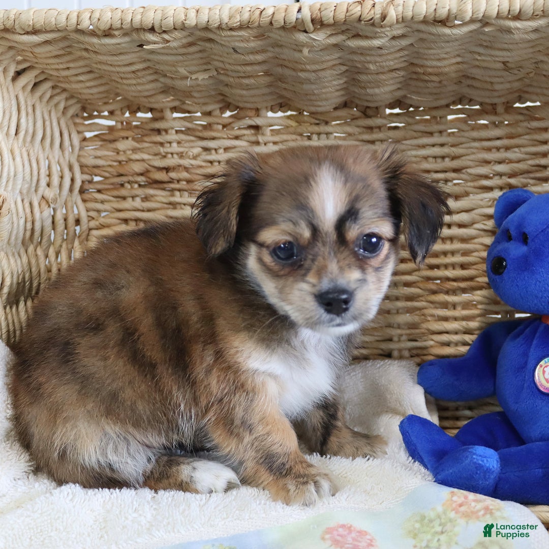 Shorkie dogs for sale: Lacey - Image 3