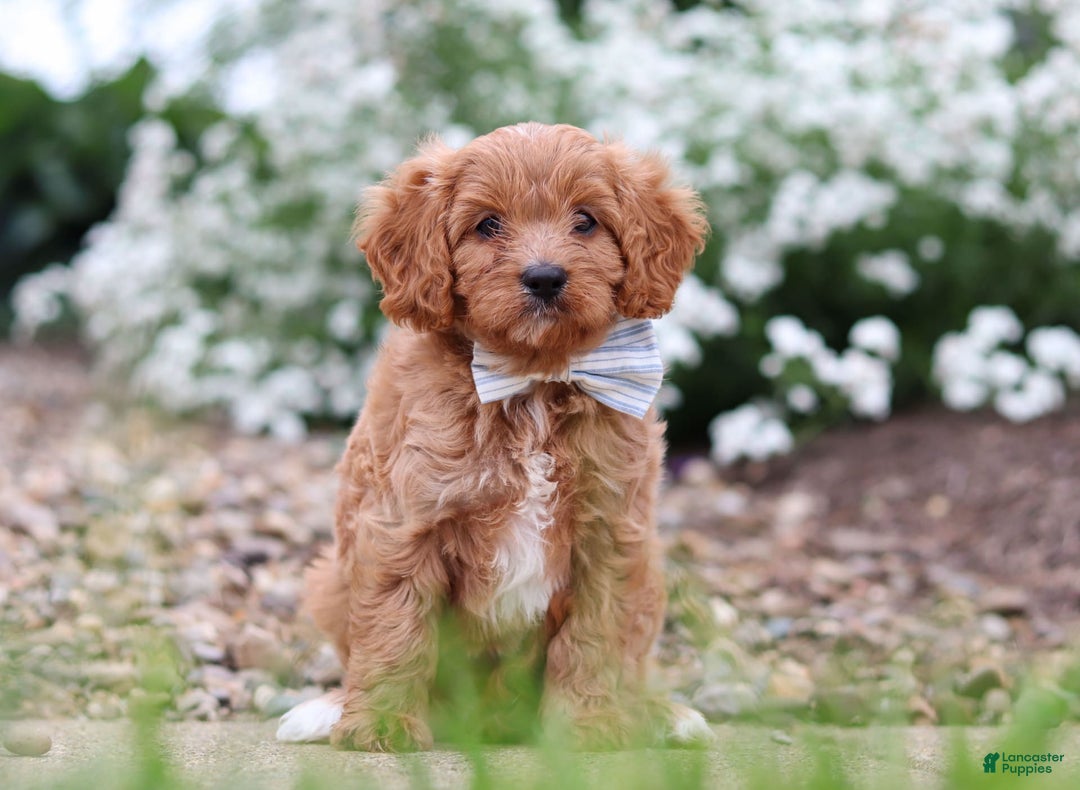 Cavapoo dogs for sale: Kobe - Image 6